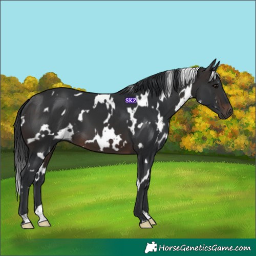 Horse Color:White Spotted Brown