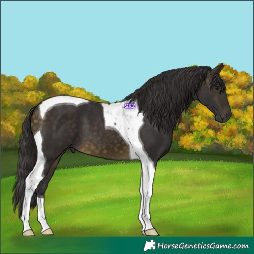 Horse Color:Buckskin Tobiano 