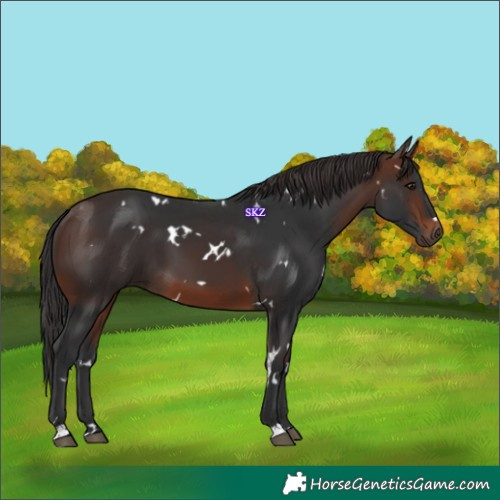 Horse Color:White Spotted Brown 