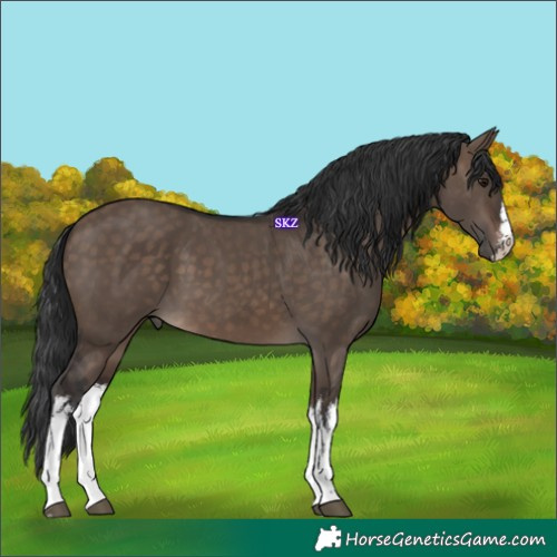 Horse Color:White Spotted Brown Dun 