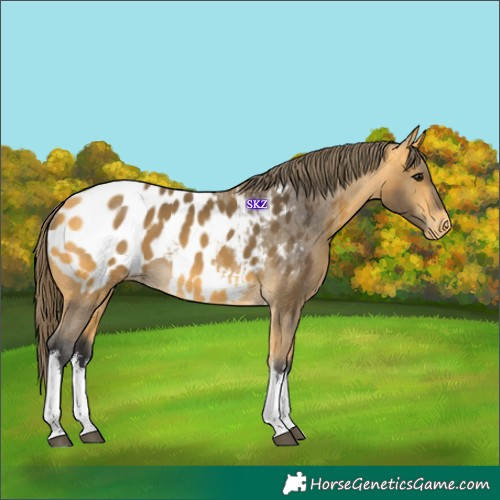Horse Color:White Spotted Buckskin Appaloosa 