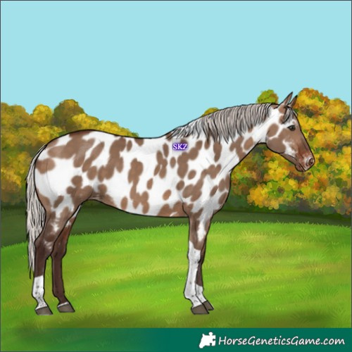 Horse Color:Silver Brown Dun Tobiano Appaloosa 