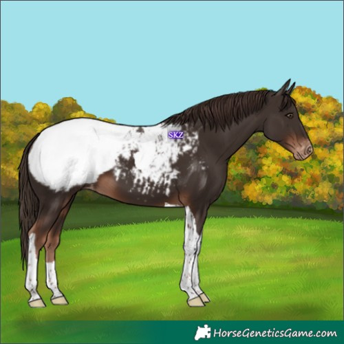 Horse Color:Liver Chestnut Tobiano Snowcap