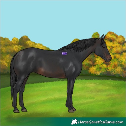Horse Color:White Spotted Brown 