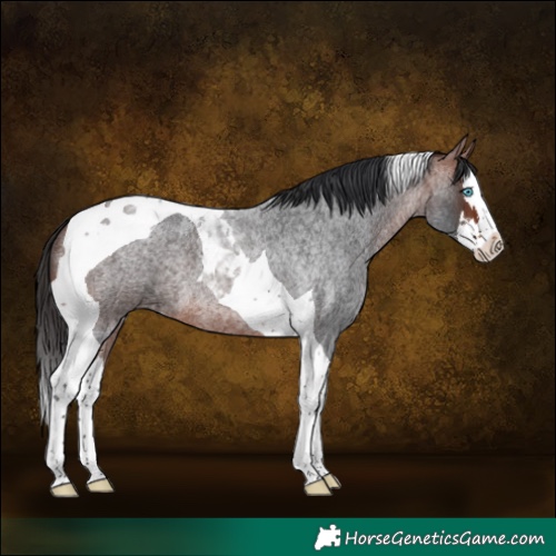 Horse Color:Bay Roan Splash Tobiano 