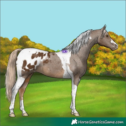 Horse Color:Chocolate Palomino Tobiano Blanket 