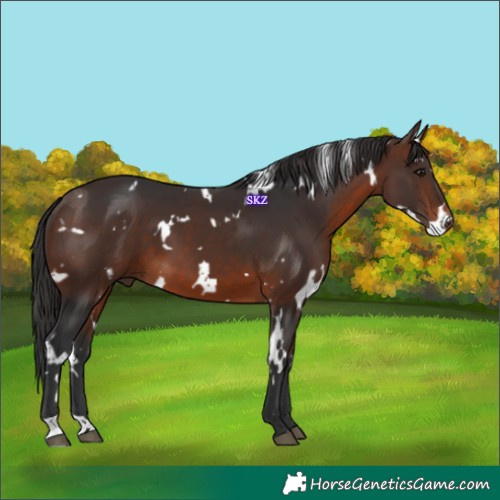 Horse Color:White Spotted Brown