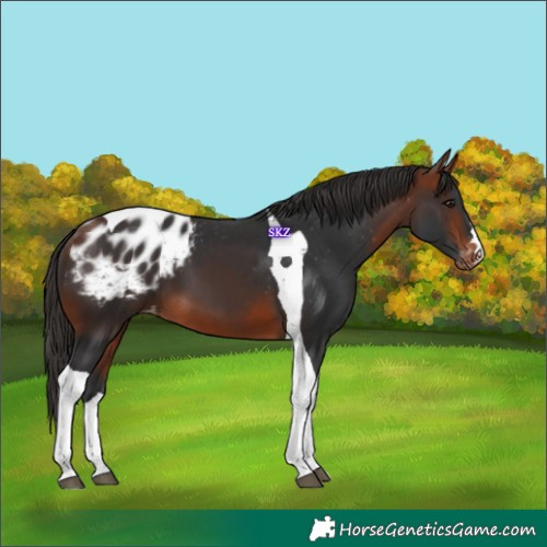 Horse Color:Bay Tobiano Blanket 