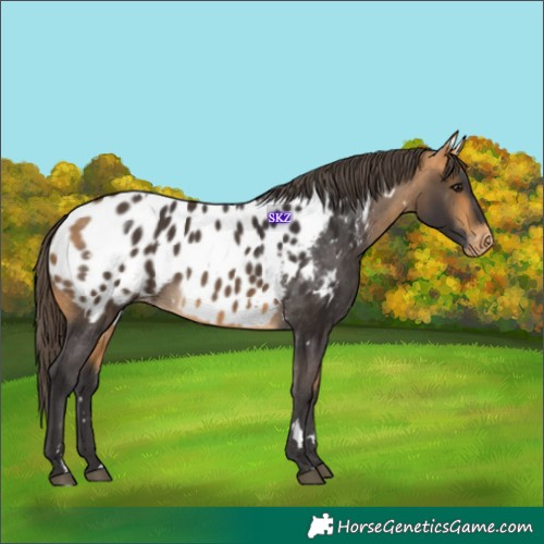 Horse Color:White Spotted Buckskin Appaloosa