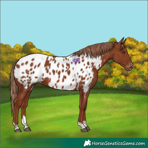 Horse Color:Chestnut Tobiano Appaloosa 