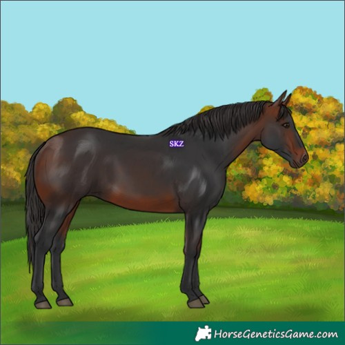 Horse Color:White Spotted Bay 