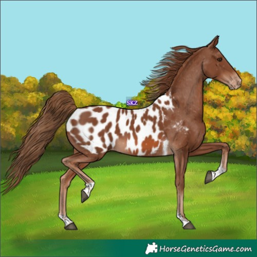 Horse Color:Chestnut Tobiano Near Leopard 