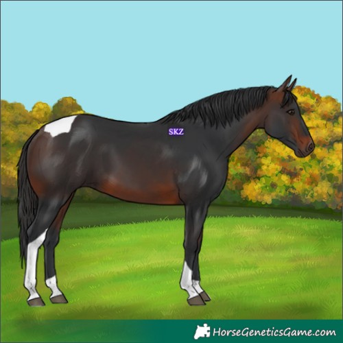 Horse Color:Brown Tobiano 