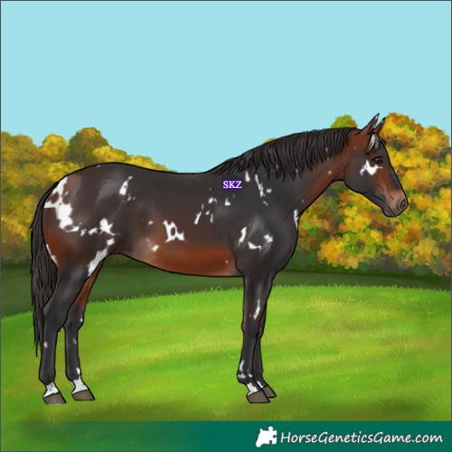 Horse Color:White Spotted Bay 