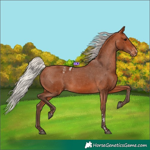 Horse Color:Silver Bay Appaloosa