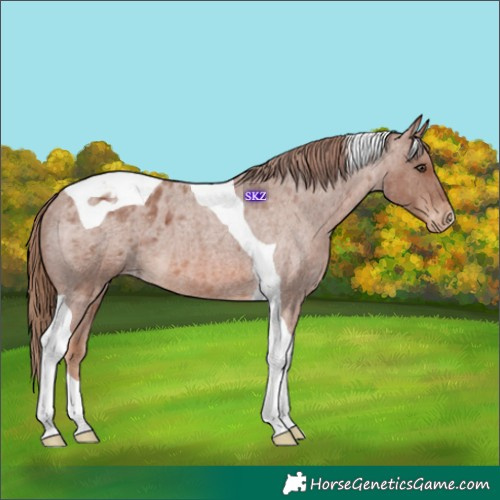 Horse Color:Red Roan Tobiano Appaloosa 