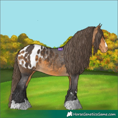 Horse Color:Buckskin Appaloosa 