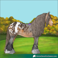 Horse Color:Buckskin Appaloosa