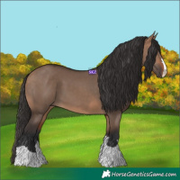 Horse Color:Bay Dun