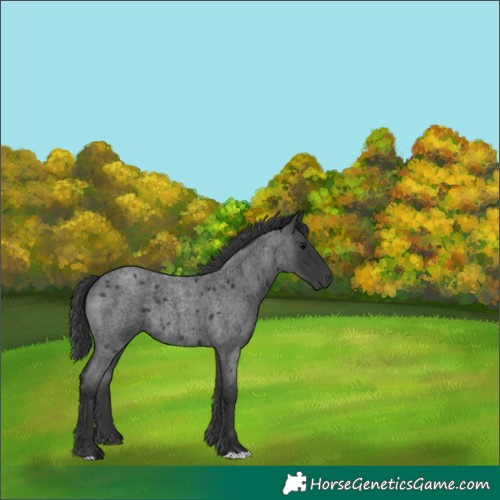 Horse Color:Blue Roan 
