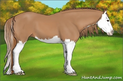 Horse Color:Chestnut Splash 