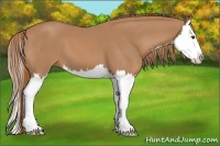 Horse Color:Chestnut Splash 