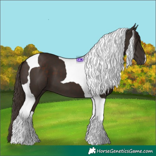Horse Color:Liver Chestnut Tobiano