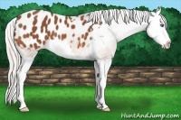 Horse Color:Silver Bay Splash Appaloosa 