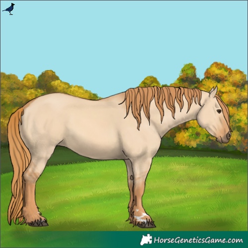Horse Color:Red Dun 