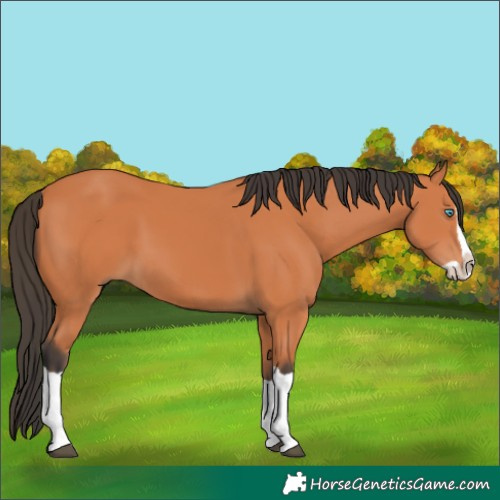 Horse Color:Bay Splash 