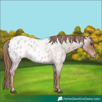 Horse Color:Red Roan Blanket 