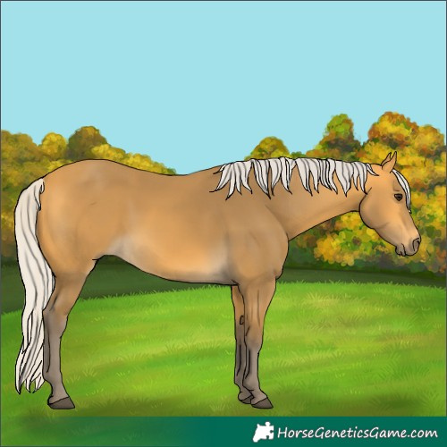Horse Color:Silver Buckskin 