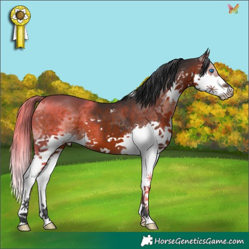 Horse Color:Brown Splash 