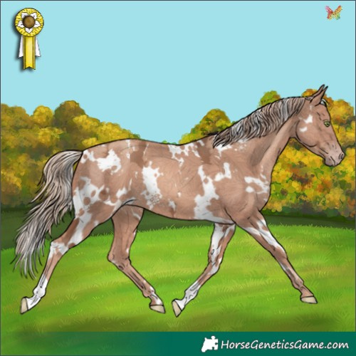 Horse Color:White Spotted Gold Champagne Ice 