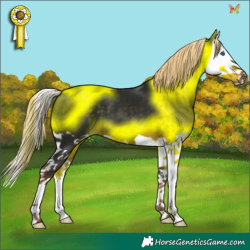 Horse Color:Liver Chestnut Splash 
