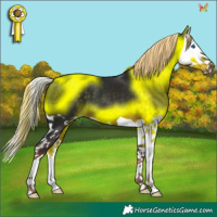 Horse Color:Liver Chestnut Splash 