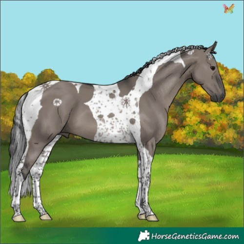 Horse Color:Grullo Tobiano 