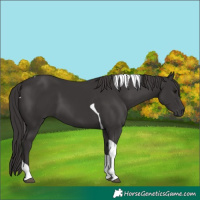 Horse Color:Smoky Black Tobiano 