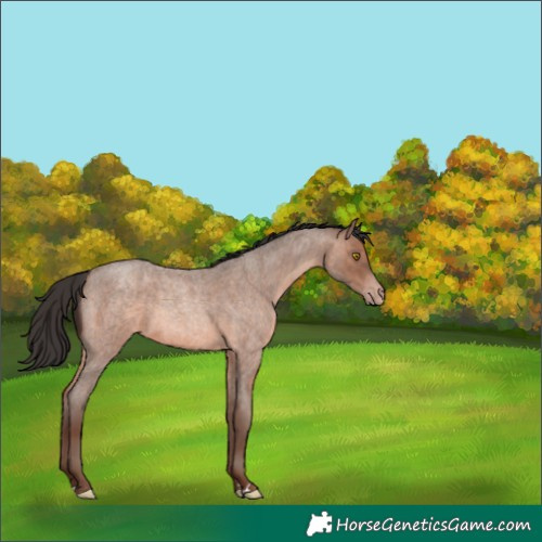 Horse Color:Sable Champagne Roan 