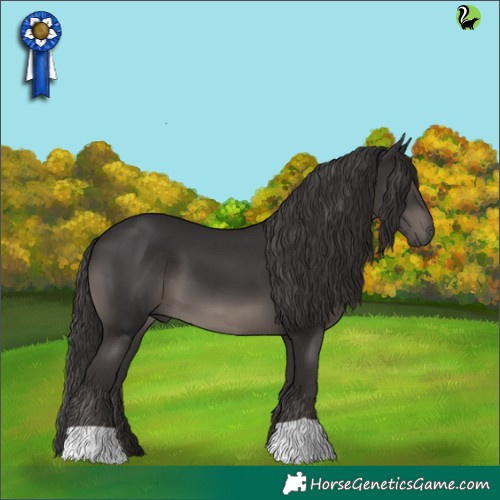 Horse Color:Smoky Black 