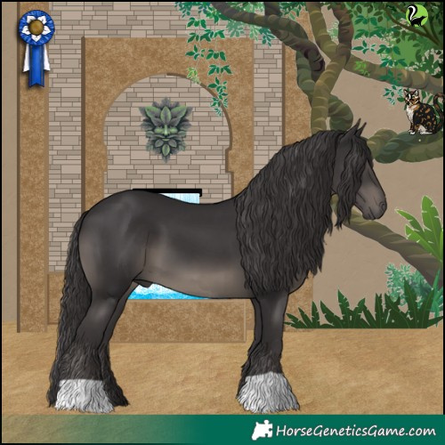 Horse Color:Smoky Black 