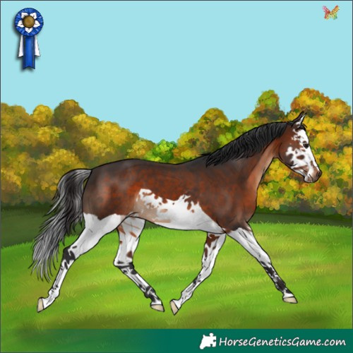 Horse Color:Brown Splash 