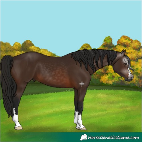 Horse Color:Unknown 