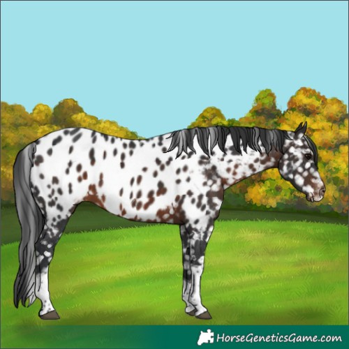 Horse Color:Brown Tobiano Blanket Rabicano 