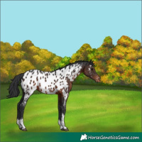 Horse Color:Brown Tobiano Appaloosa Rabicano 