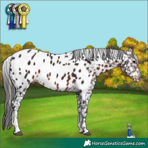 Horse Color:Brown Tobiano Blanket 