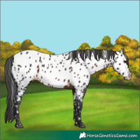 Horse Color:Brown Appaloosa 