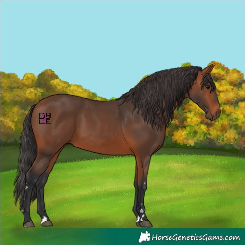 Horse Color:Bay 
