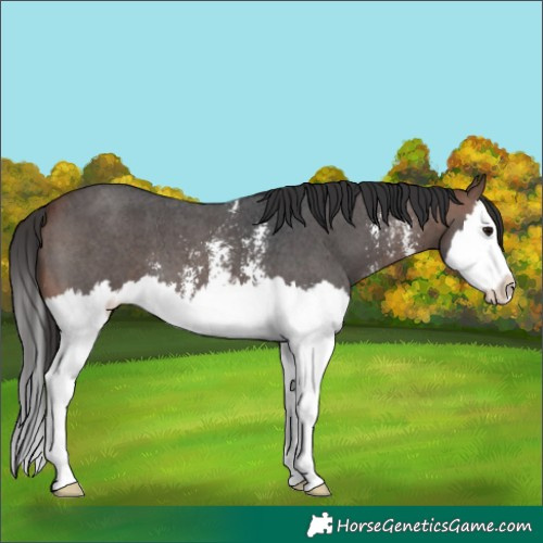 Horse Color:Bay Sabino Splash 