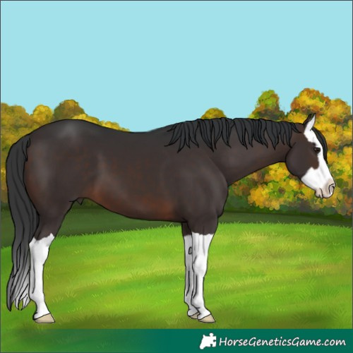 Horse Color:Brown Splash 